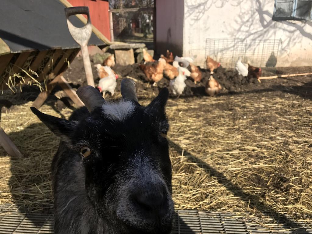 Aeventyrsgardens Vandrarhem, Kinnekulle Källby Buitenkant foto
